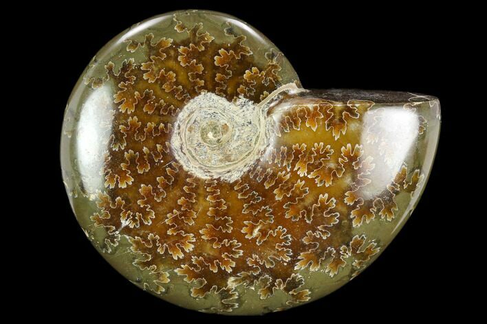 Polished, Agatized Ammonite (Cleoniceras) - Madagascar #119233